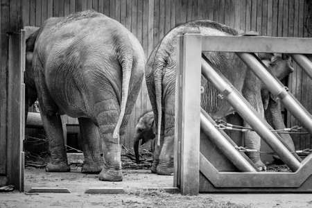 Little elephant among big elephants