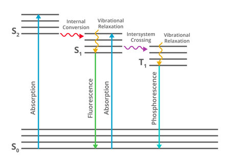 Vector spectroscopy illustration of the Jablonski diagram showing the possible radiative and non-radiative transitions of a molecule to a higher electronic state.