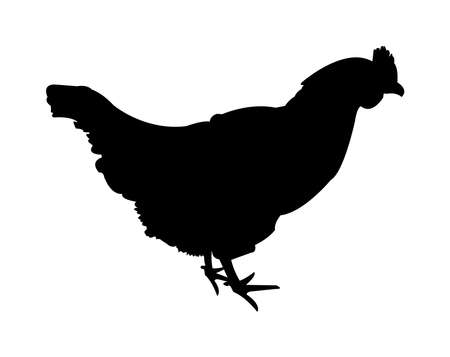 Vector black simple silhouette of a hen, chicken, or fowl isolated on white background. Illustration of a farm animal, livestock.のイラスト素材