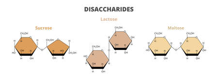 2D vector set, the molecular structure of the dietary disaccharides - sucrose, lactose, maltose molecules composed of glucose, fructose, galactose isolated on white. Double sugars, carbohydrates.のイラスト素材