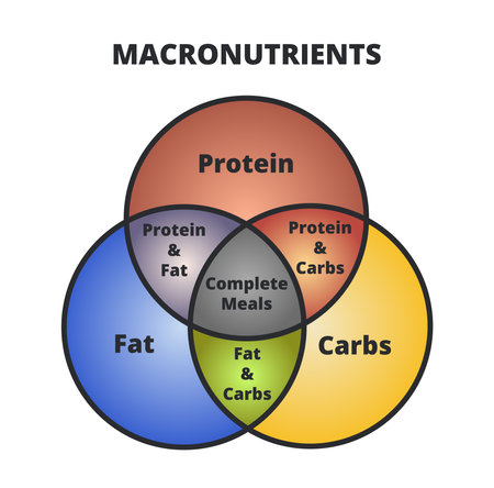 Vector diagram of macronutrients â protein, fat, and carbs or carbohydrates in three circles. The intersection of three sets. Dieting and healthy eating. Macro cheat sheet isolatedのイラスト素材