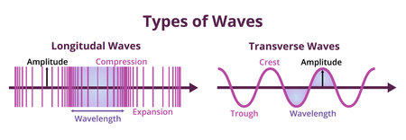 illustration or diagram of types of waves. Longitudinal and transverse waves with description. A medium or particles travel perpendicular or parallel to the direction of the wave.のイラスト素材