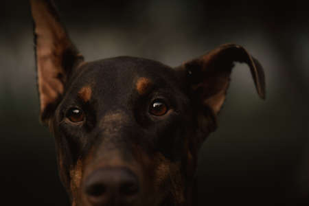 Close-up portrait of a dog. Doberman looks at the camera. Beautiful eyes of Doberman Pinscher chocolate color. Cute dog look. Doberman's ears perked up.の写真素材