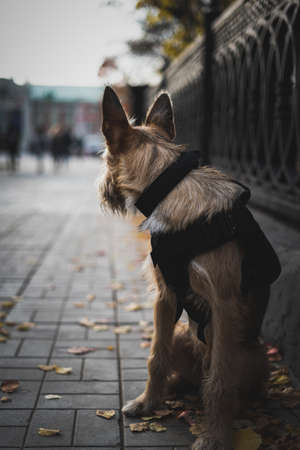 Portrait of a rescue dog in urban environmentsの写真素材