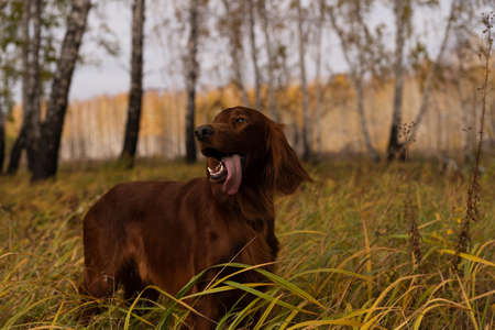 Beautiful Irish Setter standing in the fieldの写真素材