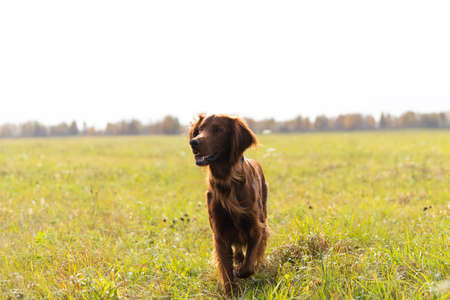 Beautiful Irish Setter standing in the field