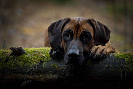 Beautiful dog rhodesian ridgeback hound outdoors on a forest background