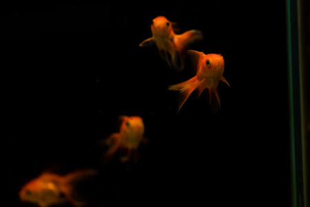 goldfish isolated on black background. Beautiful aquarium fish