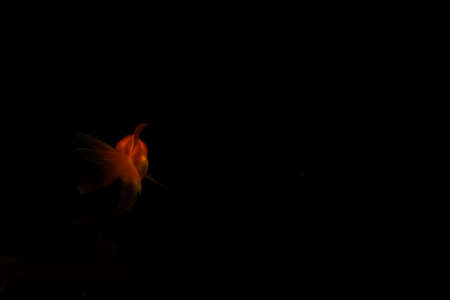 goldfish isolated on black background. Beautiful aquarium fishの写真素材