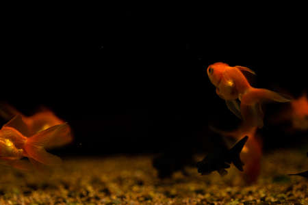 goldfish isolated on black background. Beautiful aquarium fish