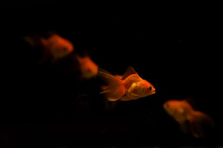 goldfish isolated on black background. Beautiful aquarium fishの写真素材