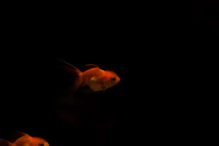 goldfish isolated on black background. Beautiful aquarium fishの写真素材