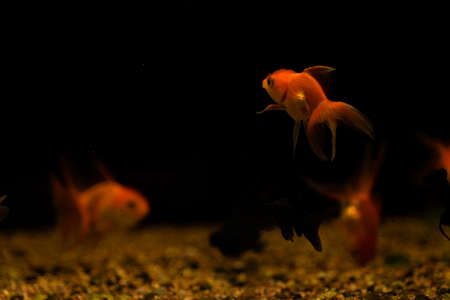 goldfish isolated on black background. Beautiful aquarium fishの写真素材