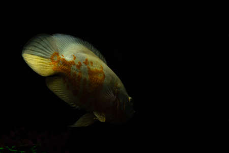 Astronotus ocellatus fish also known as Oscar fish isolated on black background.