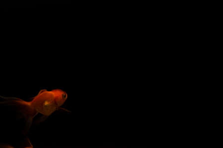 goldfish isolated on black background. Beautiful aquarium fishの写真素材