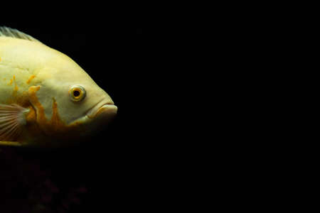 Astronotus ocellatus fish also known as Oscar fish isolated on black background.の写真素材