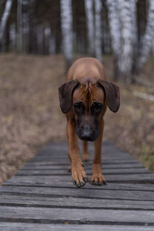 Beautiful dog rhodesian ridgeback hound outdoors on a forest backgroundの写真素材