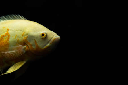 Astronotus ocellatus fish also known as Oscar fish isolated on black background.