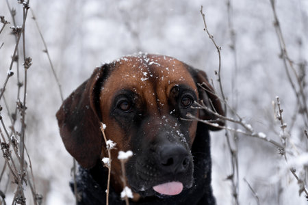 Brown dog Rhodesian Ridgeback winter portrait with Snow White backgroundの写真素材
