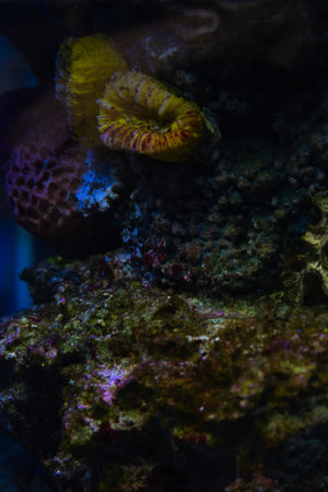 Coral reef in the moonlight.  aquarium