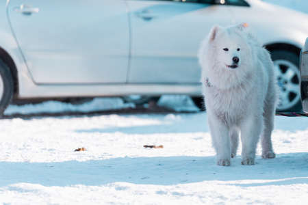 Beautiful Symane husky. White dog guards the carの写真素材