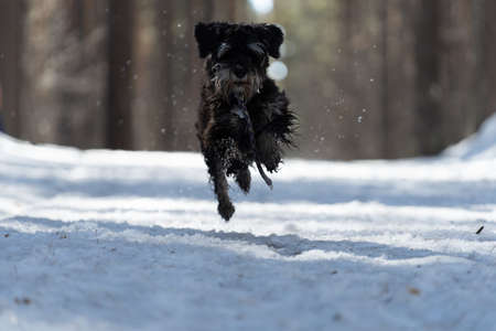 A black dog runs through the snow. Beautiful curly dog black colorの写真素材