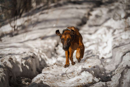 Beautiful dog rhodesian ridgeback hound outdoors on a forest backgroundの写真素材