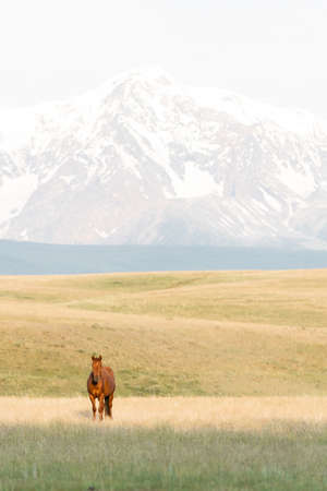 Red horse against the backdrop of mountains.の写真素材