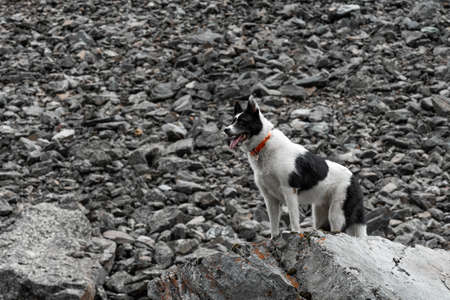The dog stands on a rock. The black and white husky stands on a large rock like a lion king.の写真素材
