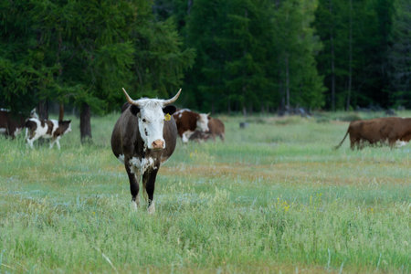A herd of cows grazing on the lawn next to the forestの写真素材