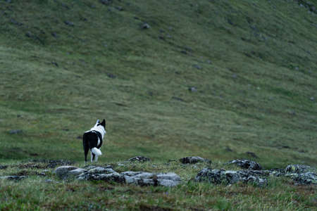 East Siberian Laika in the Altai Mountains stands at the foot of the mountainの写真素材