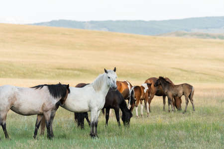 A herd of wild horses grazes in the mountainsの写真素材