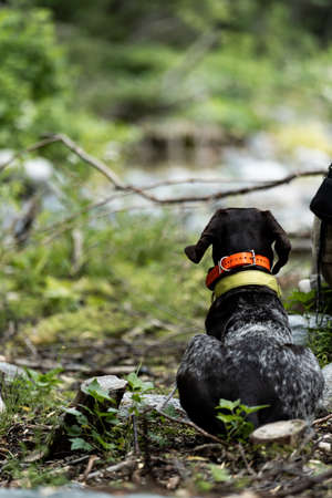 German drathaar on the hunt. A hunting dog sits in an ambush and waits for a commandの写真素材