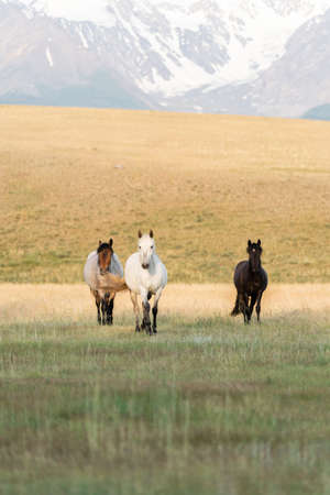 Three horses stand on the lawn in the mountains. Three wild horses against the backdrop of a mountain landscapeの写真素材