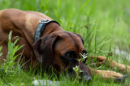 The Rhodesian Ridgeback lies in the grass. Beautiful red dog lies on the grass with his head downの写真素材
