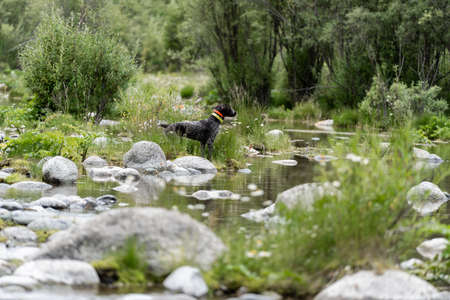 Hunting dog resting on the grass, German Hunting Watchdogの写真素材