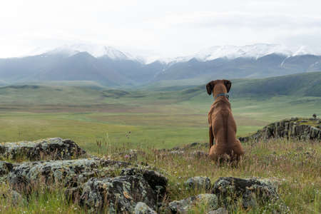 A Rhodesian Ridgeback sits on top of a mountain and looks at a beautiful mountain landscape. Dog travelerの写真素材