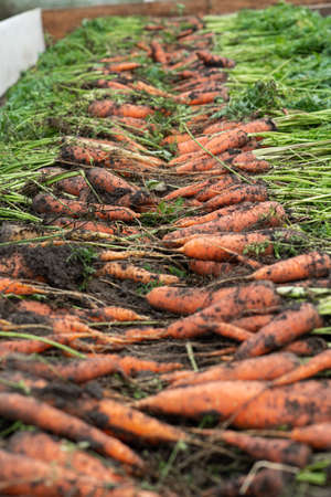A large harvest of carrots is stacked in rows. Carrot blanks.の写真素材