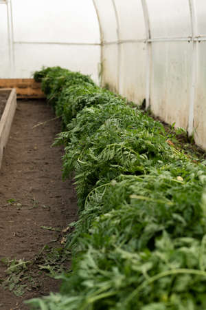 A large harvest of carrots is stacked in rows. Carrot blanks.の写真素材