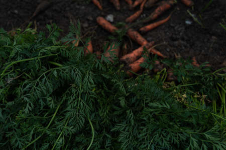 A large harvest of carrots is stacked in rows. Carrot blanks.の写真素材