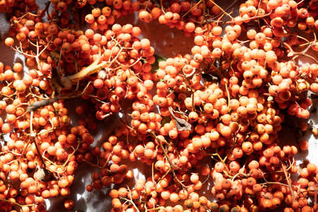 Blanks of red mountain ash. Red mountain ash lies in the attic dryingの写真素材