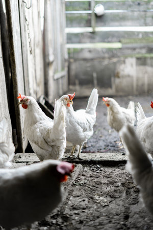 White chickens in the yard. Poultry farming. Chickens in the village stand at the entrance to the chicken coop.の写真素材