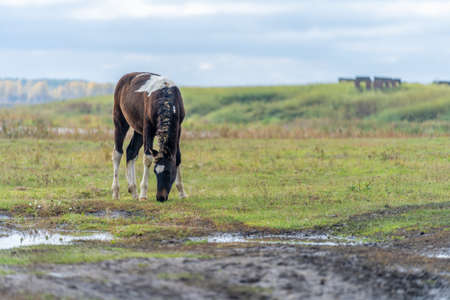 The foal grazes in the meadow. A stallion on the background of the lake eats grass. Foal of brown color with white spotsの写真素材