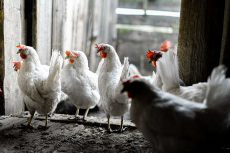 White chickens in the yard. Poultry farming. Chickens in the village stand at the entrance to the...