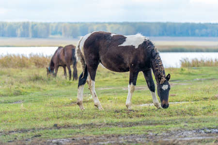 Horse and foal in the meadow. High quality photoの写真素材