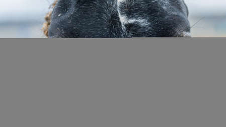 Portrait of a black horse. Close-up portrait of a horseの写真素材