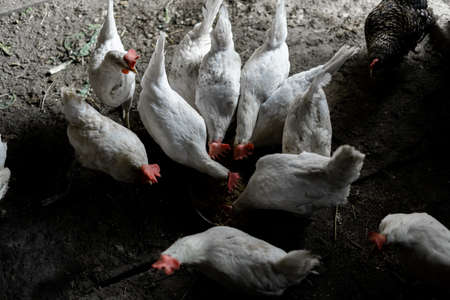 White chickens are eaten from a bowl. Top view. A flock of chickens ran to feed. Chicken Farmsteadの写真素材