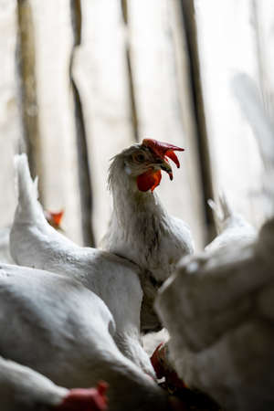 Portrait of a white chicken with a red tuft. The chicken raised its head above the pack of its brethrenの写真素材