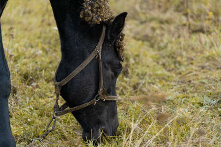 A brown horse grazes in a meadow against the background of a lake. Horse grazingの写真素材