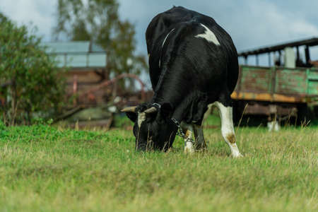 A cow in the village grazes on the lawn. A black and white cow eats grass against the backdrop of agricultural machinery.の写真素材